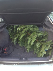 Who says you can't put a tree in your trunk?