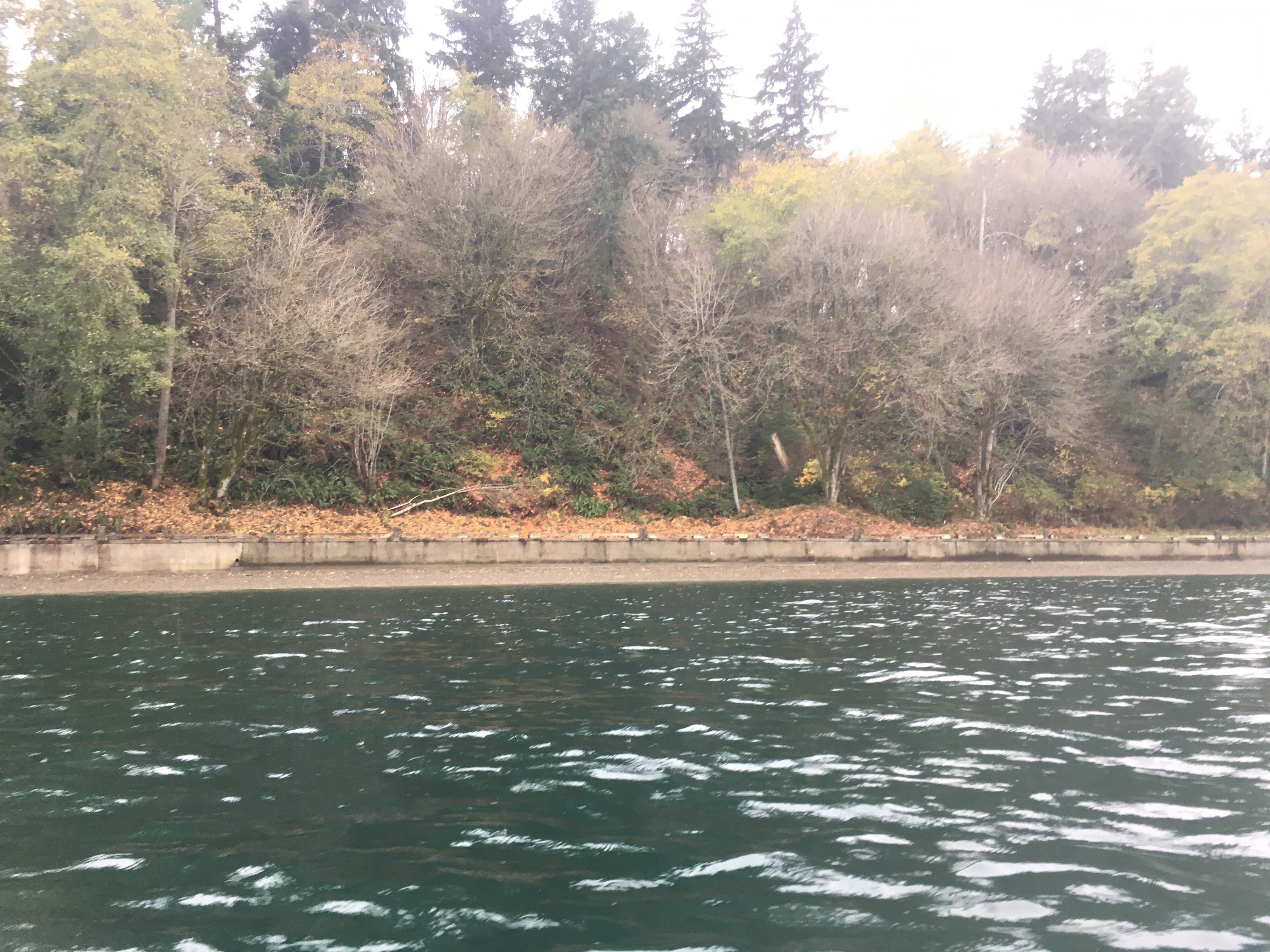 Autumn leaves on the hillside above the Owen Beach Promenade as viewed from the water #OptOutside