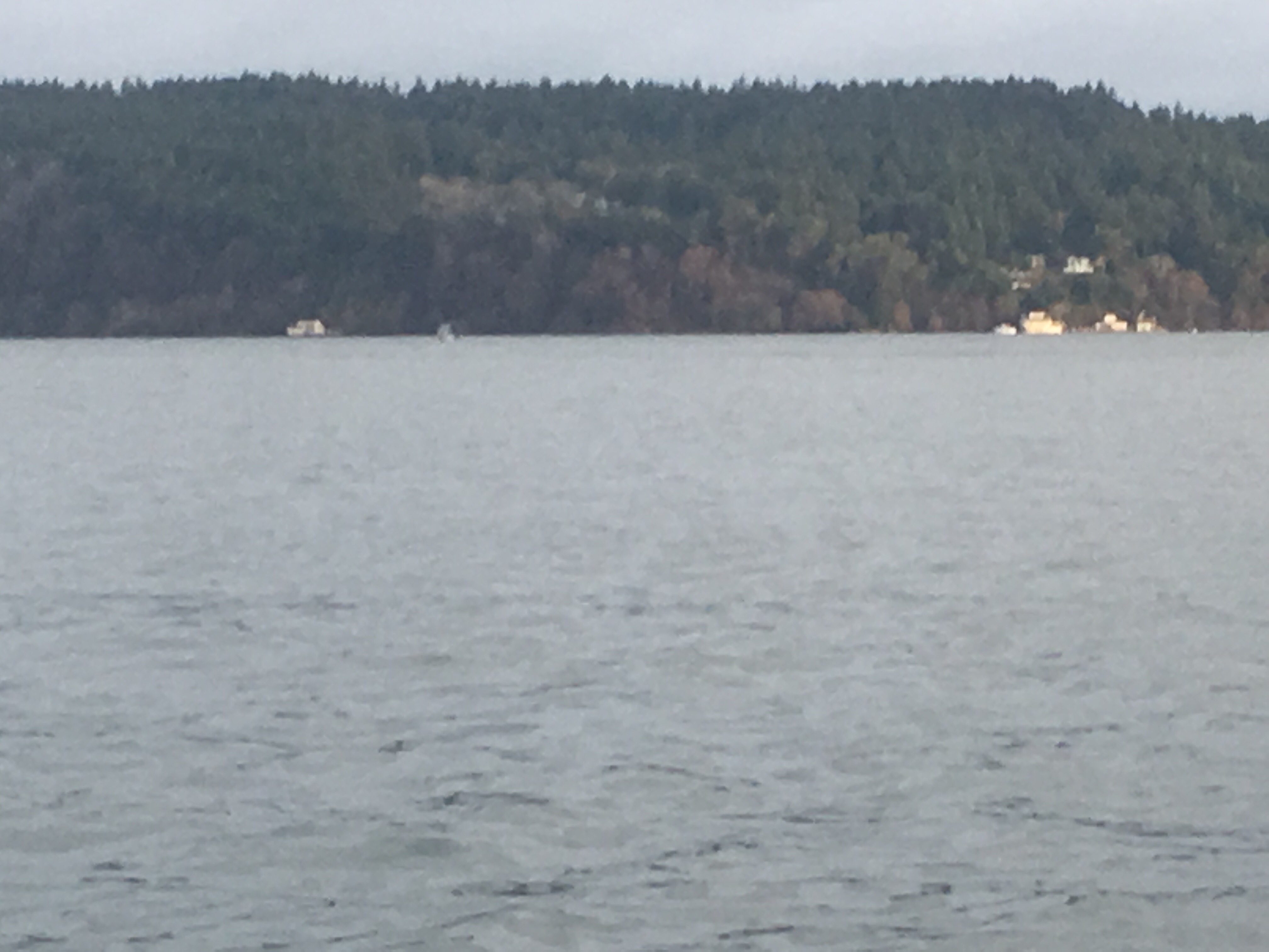 Orca spouting near Vashon Island